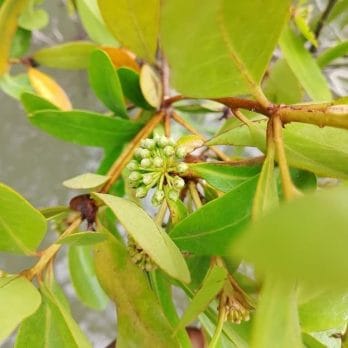 সুন্দরবনের খলিসা ফুলের মধু (Sundarbans Kholisha Flower Honey)