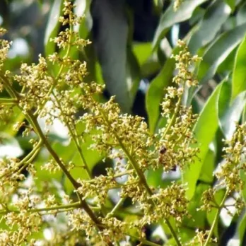 লিচু ফুলের মধু (Litchi Flower Honey)